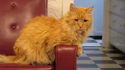 Hell's Cats Big Boi détruit notre vie sociale en streaming