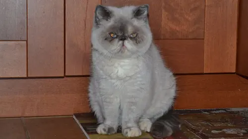 Hell's Cats Sourde, aveugle et agressive