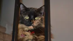 Hell's Cats Chat macho