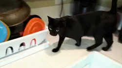 Hell's Cats L'honneur de Scout en streaming