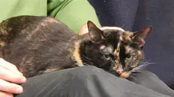 Visuel de Hell's Cats