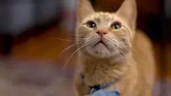 Hell's Cats Sœur difficile