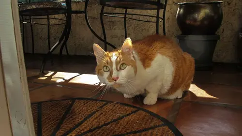 Hell's Cats Chat d'enfer