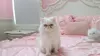 Chat au foyer d'Orange County