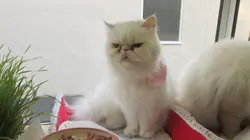 Hell's Cats