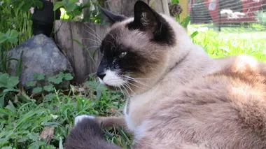 Et ils ne vécurent jamais heureux