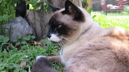 Hell's Cats Et ils ne vécurent jamais heureux