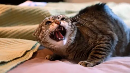 Hell's Cats Les chats sauvages de Gotham