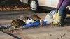 Les chats oubliés de Philadelphie
