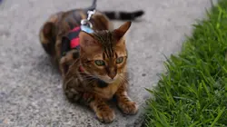 Hell's Cats