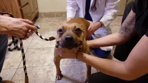 Hell's Cats Chat sauvage en magasin