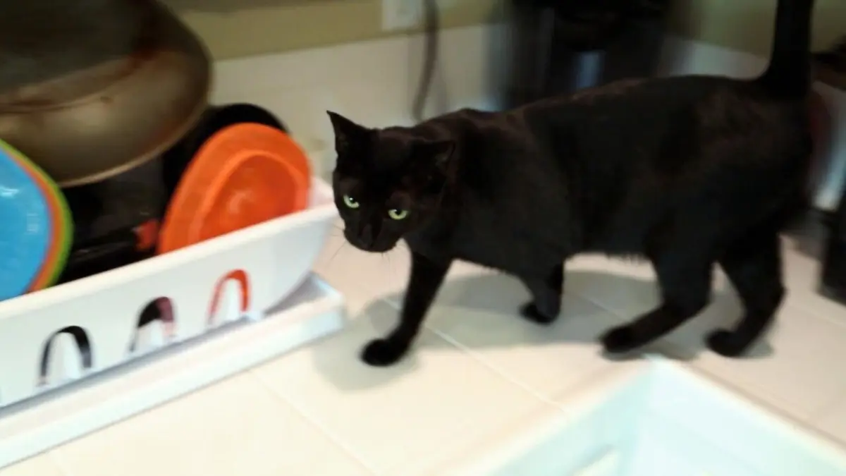 Visuel de Hell's Cats Sauver Fluffy