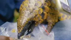 Héroïnes de nature L'ami pangolin