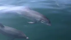 Héroïnes de nature La Manche, une mer en partage