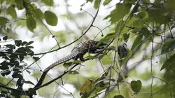 Héroïnes de nature L'ami pangolin