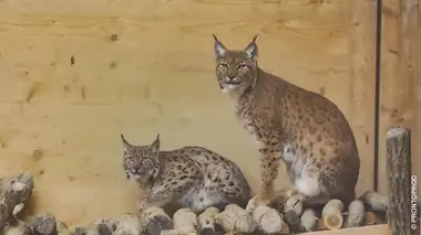 Héroïnes de nature A la lisière Lorane et le lynx boréal