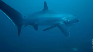 Héroïnes de nature S02E01 Anna et le requin-renard