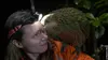 Héroïnes de nature S02E02 Origine native, Deidre et l'oiseau Kakapo (2019)