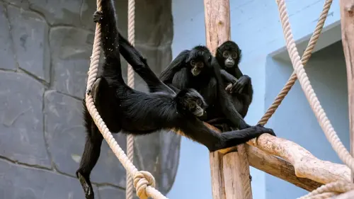 Het echte leven in de ZOO