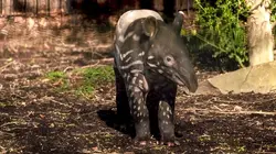 Het echte leven in de ZOO