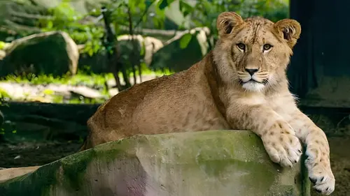 Het echte leven in de ZOO