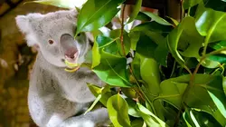 Het echte leven in de ZOO