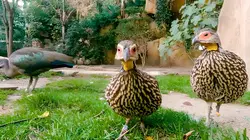 Het echte leven in de ZOO