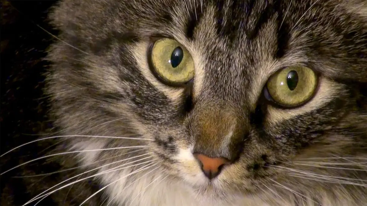 Heureux comme un chat