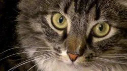 Heureux comme un chat