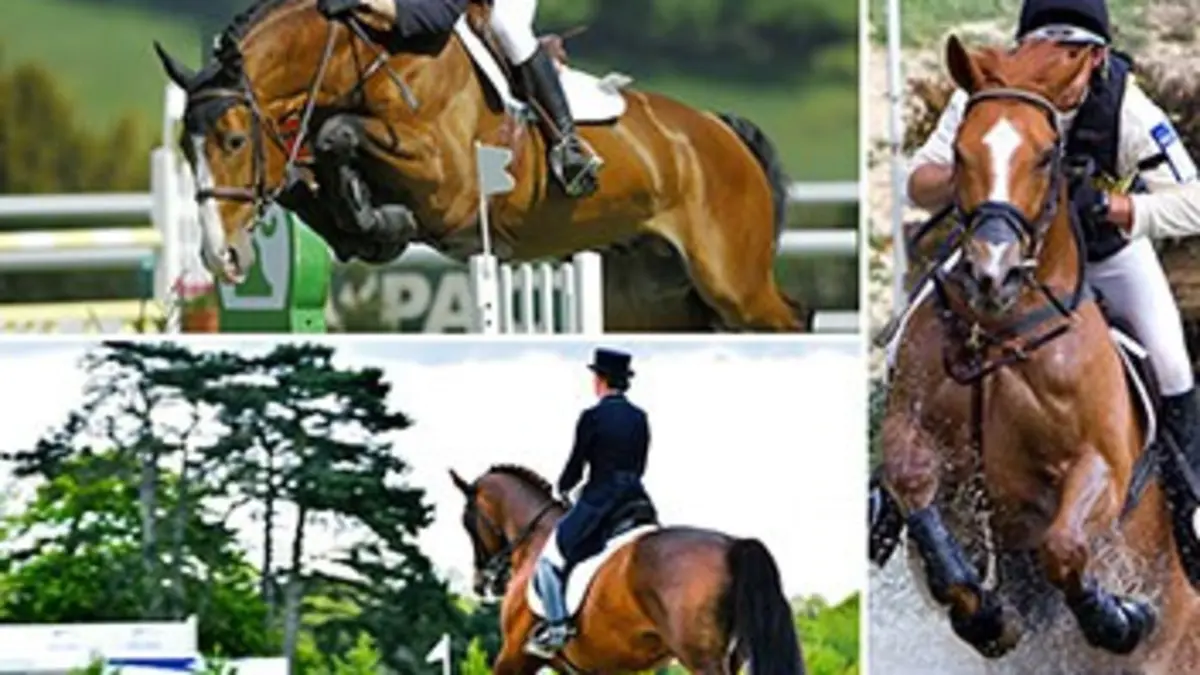 Highlight Equitation