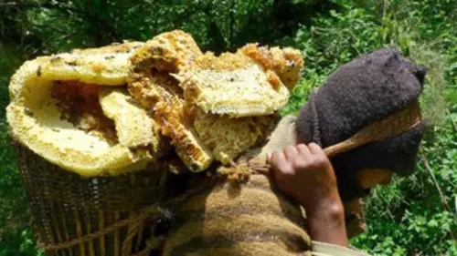 Himalaya, face aux abeilles géantes
