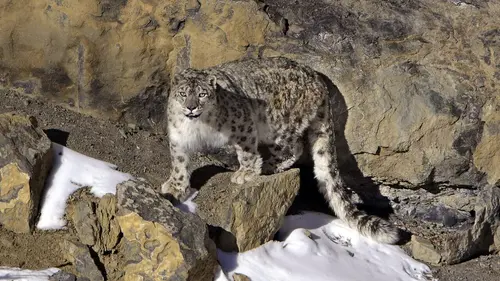 Himalaya, la quête du léopard des neiges