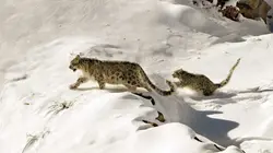 Himalaya, la quête du léopard des neiges