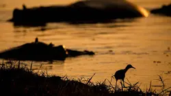 Hippopotames, les architectes de l'Okavango