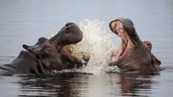 Hippopotames, les architectes de l'Okavango