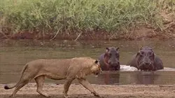 Visuel de Hippos contre lions