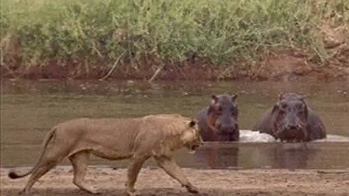 Hippos contre lions