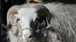 Histoire de la domestication  Des origines au Moyen Âge