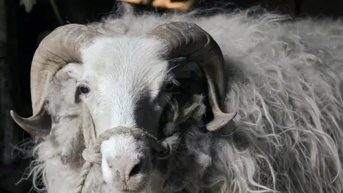 Histoire de la domestication Des origines au Moyen Âge