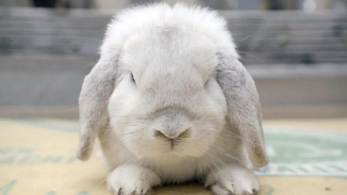 Histoire de la domestication De l'âge industriel à nos jours