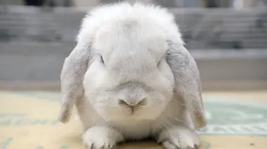 De l'âge industriel à nos jours