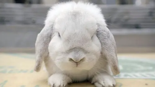 Histoire de la domestication De l'âge industriel à nos jours