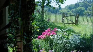 Jardin de rocaille jaune