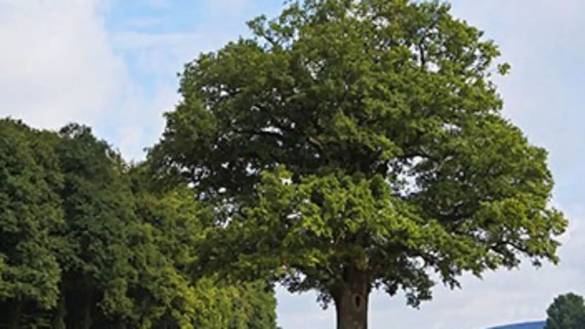 Histoires d'arbres E02 De pères en fils