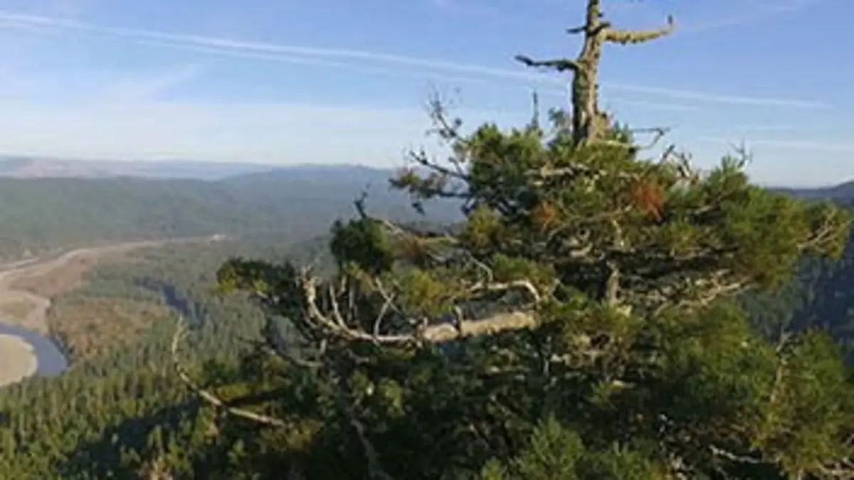 Histoires d'arbres S02E04 Les survivants