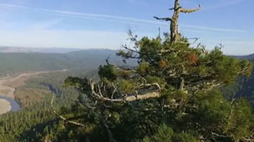 Histoires d'arbres S02E04 Les survivants