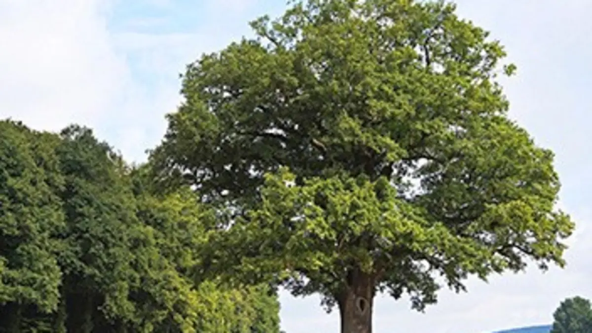 Histoires d'arbres E02 De pères en fils