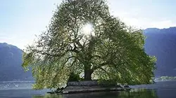 Visuel de Histoires d'arbres