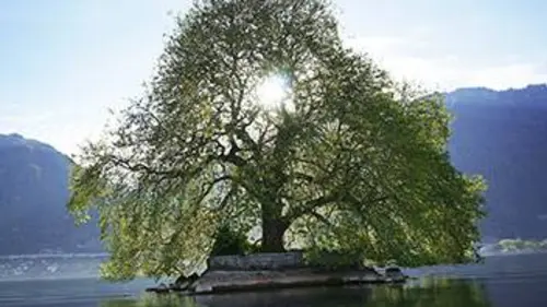 Histoires d'arbres E01 Les maîtres de l'eau