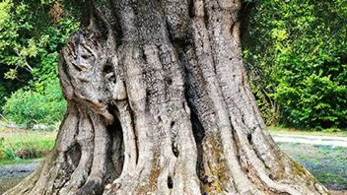 Histoires d'arbres E04 Les vainqueurs du temps